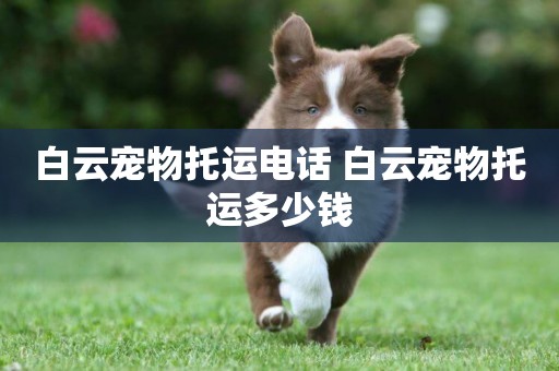 白云寵物托運電話 白云寵物托運多少錢