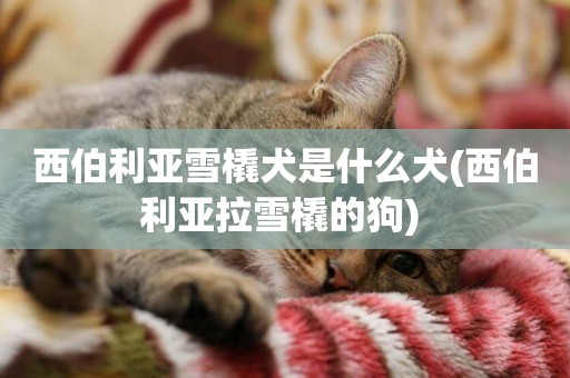 西伯利亞雪橇犬是什么犬(西伯利亞拉雪橇的狗) 