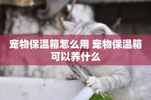 寵物保溫箱怎么用 寵物保溫箱可以養什么