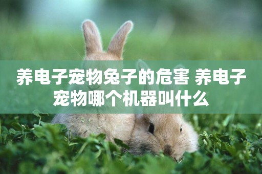 養電子寵物兔子的危害 養電子寵物哪個機器叫什么