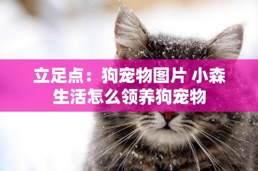 立足點：狗寵物圖片 小森生活怎么領養狗寵物