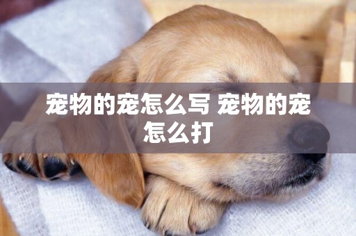 寵物的寵怎么寫 寵物的寵怎么打