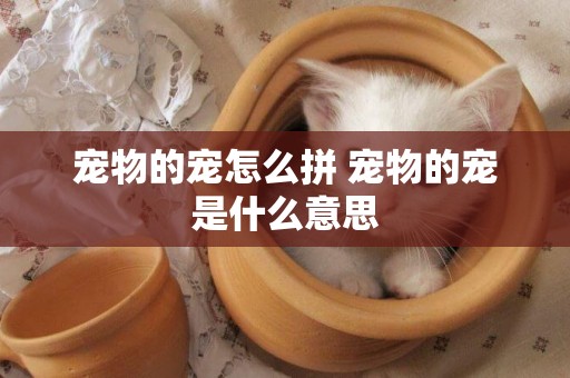 寵物的寵怎么拼 寵物的寵是什么意思