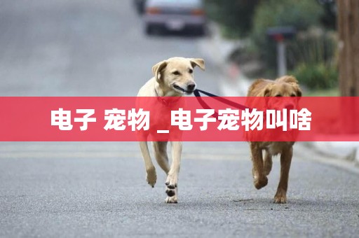 電子 寵物 _電子寵物叫啥