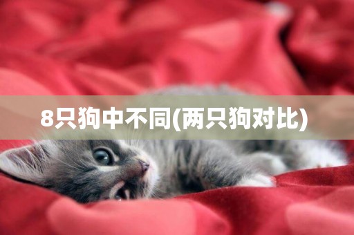 8只狗中不同(兩只狗對比) 