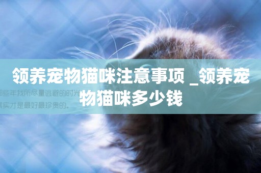 領養寵物貓咪注意事項 _領養寵物貓咪多少錢