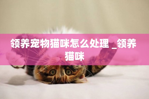 領養寵物貓咪怎么處理 _領養 貓咪