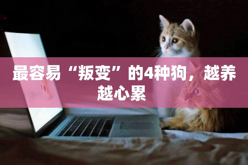 最容易“叛變”的4種狗，越養越心累 