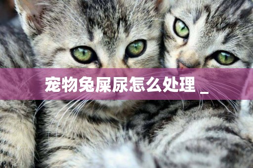 寵物兔屎尿怎么處理 _