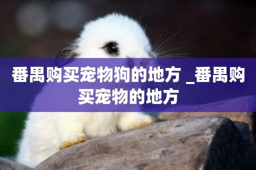 番禺購買寵物狗的地方 _番禺購買寵物的地方