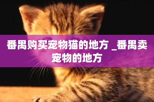 番禺購買寵物貓的地方 _番禺賣寵物的地方