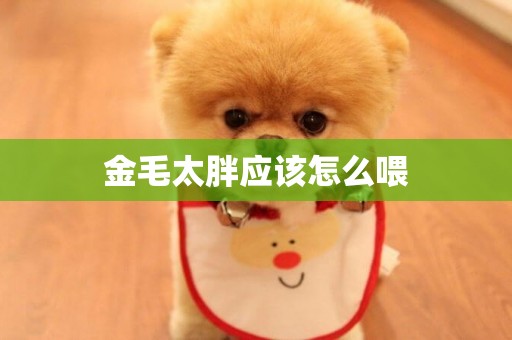 金毛太胖應該怎么喂