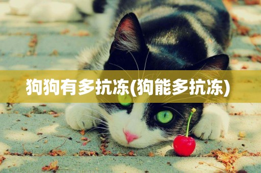 狗狗有多抗凍(狗能多抗凍) 