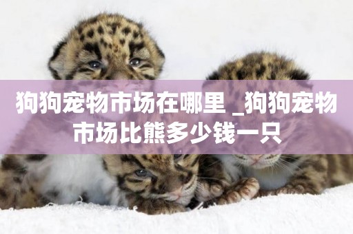 狗狗寵物市場在哪里 _狗狗寵物市場比熊多少錢一只