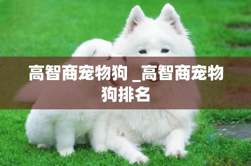 高智商寵物狗 _高智商寵物狗排名
