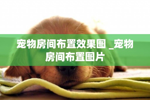 寵物房間布置效果圖 _寵物房間布置圖片