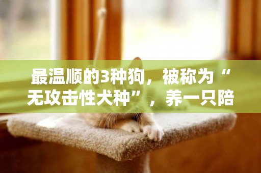 最溫順的3種狗，被稱為“無攻擊性犬種”，養一只陪伴孩子吧 