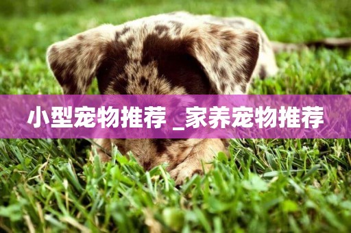 小型寵物推薦 _家養寵物推薦