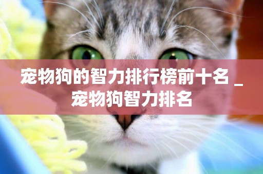 寵物狗的智力排行榜前十名 _寵物狗智力排名