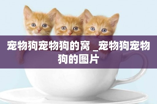 寵物狗寵物狗的窩 _寵物狗寵物狗的圖片