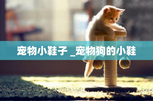 寵物小鞋子 _寵物狗的小鞋