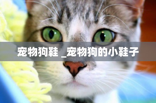 寵物狗鞋 _寵物狗的小鞋子