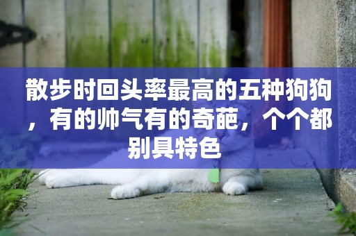散步時回頭率最高的五種狗狗，有的帥氣有的奇葩，個個都別具特色 