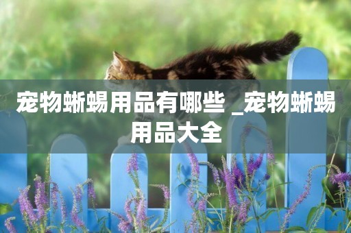 寵物蜥蜴用品有哪些 _寵物蜥蜴用品大全