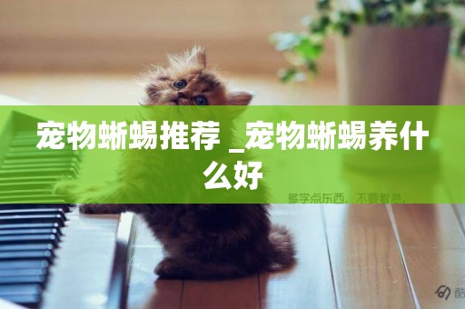 寵物蜥蜴推薦 _寵物蜥蜴養什么好