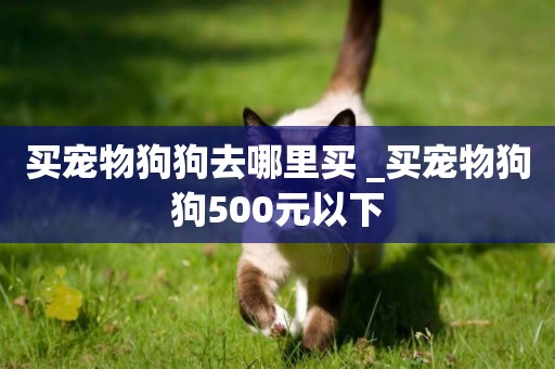 買寵物狗狗去哪里買 _買寵物狗狗500元以下