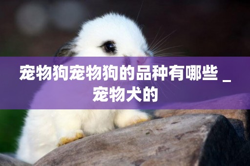 寵物狗寵物狗的品種有哪些 _寵物犬的