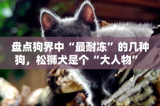 盤點狗界中“最耐凍”的幾種狗，松獅犬是個“大人物” 
