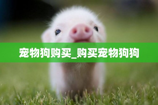 寵物狗購買_購買寵物狗狗