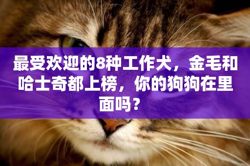 最受歡迎的8種工作犬，金毛和哈士奇都上榜，你的狗狗在里面嗎？ 