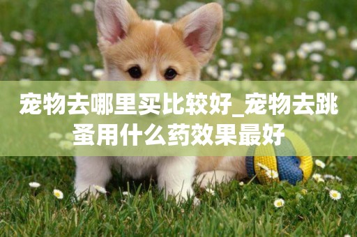 寵物去哪里買比較好_寵物去跳蚤用什么藥效果最好