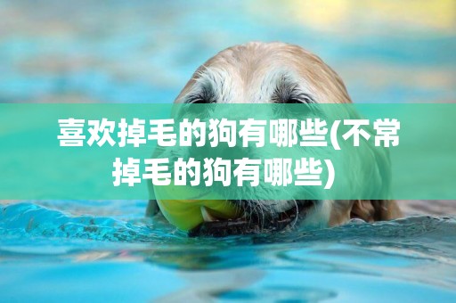喜歡掉毛的狗有哪些(不常掉毛的狗有哪些) 