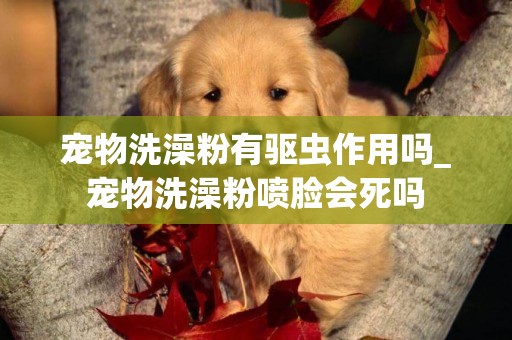 寵物洗澡粉有驅蟲作用嗎_寵物洗澡粉噴臉會死嗎