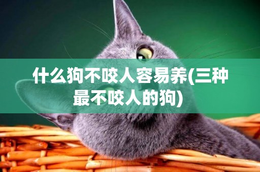 什么狗不咬人容易養(三種最不咬人的狗) 