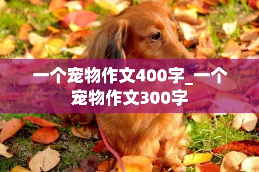 一個寵物作文400字_一個寵物作文300字