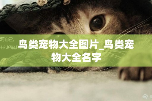 鳥類寵物大全圖片_鳥類寵物大全名字