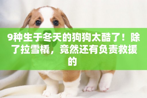9種生于冬天的狗狗太酷了！除了拉雪橇，竟然還有負責救援的 