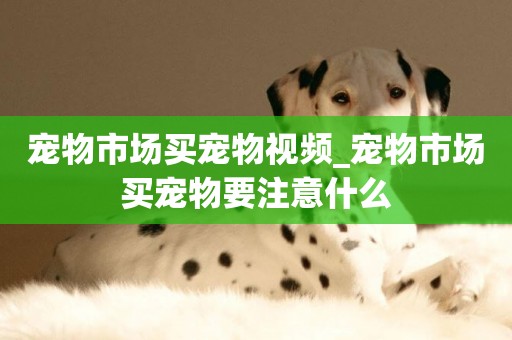 寵物市場買寵物視頻_寵物市場買寵物要注意什么