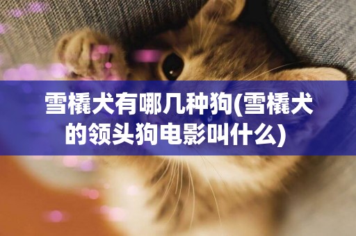 雪橇犬有哪幾種狗(雪橇犬的領頭狗電影叫什么) 