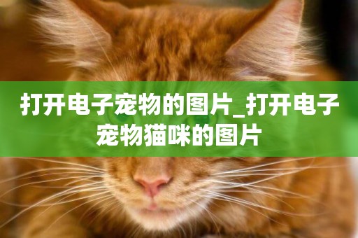 打開電子寵物的圖片_打開電子寵物貓咪的圖片