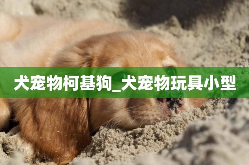 犬寵物柯基狗_犬寵物玩具小型