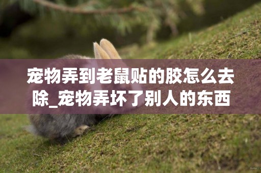 寵物弄到老鼠貼的膠怎么去除_寵物弄壞了別人的東西法律