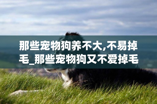 那些寵物狗養不大,不易掉毛_那些寵物狗又不愛掉毛又受大眾歡迎?