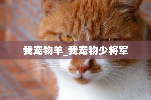 我寵物羊_我寵物少將軍