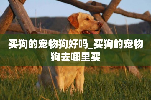 買狗的寵物狗好嗎_買狗的寵物狗去哪里買