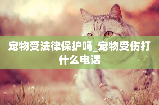 寵物受法律保護嗎_寵物受傷打什么電話